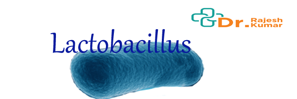 lactobacillus